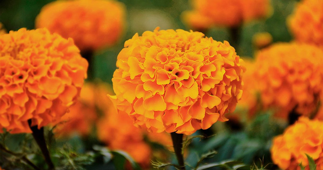 3 platillos que puedes preparar con cempasúchil